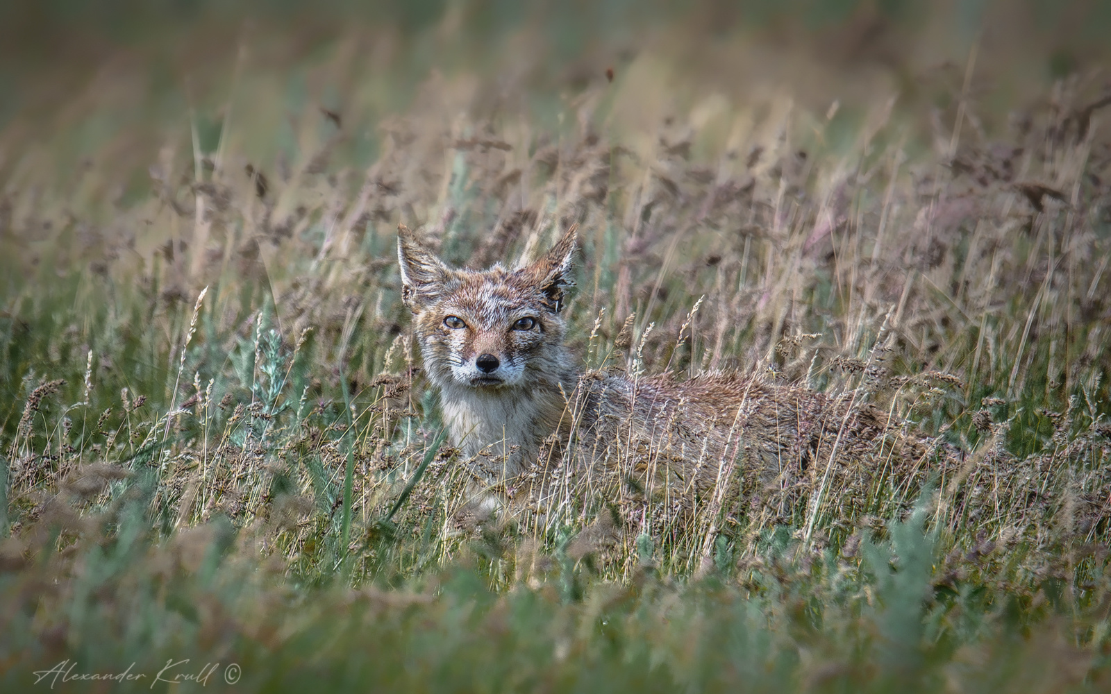 Житель степей корсак лиса степная лисица vulpes corsac степь