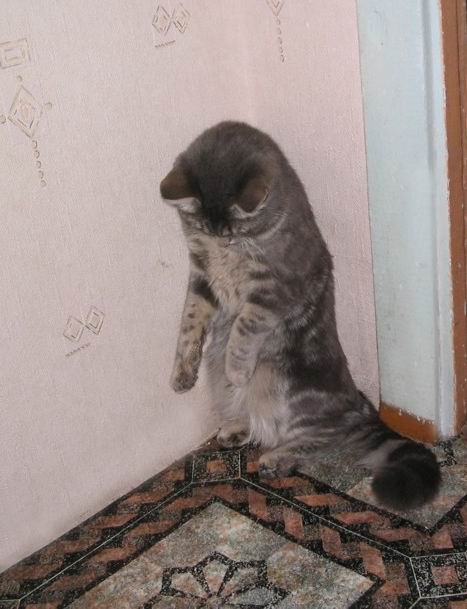 \"Я больше так не буду\" СЕРИЯ: Великолепный кот Гоша 
