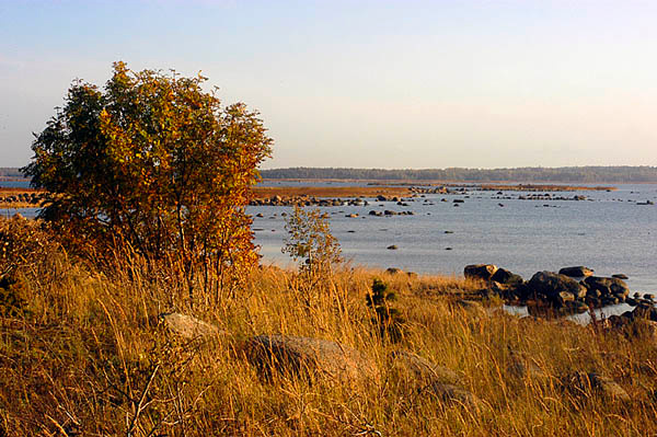 Рыжее взморье 