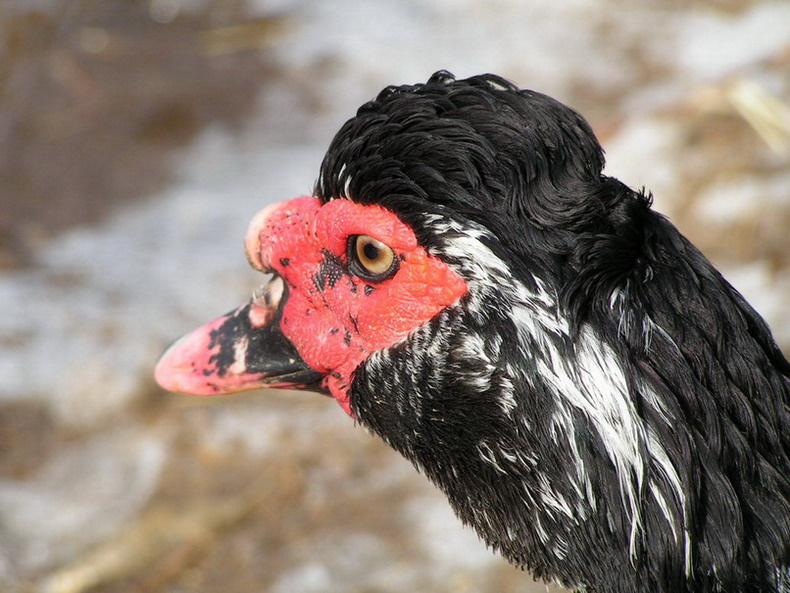 Bird 