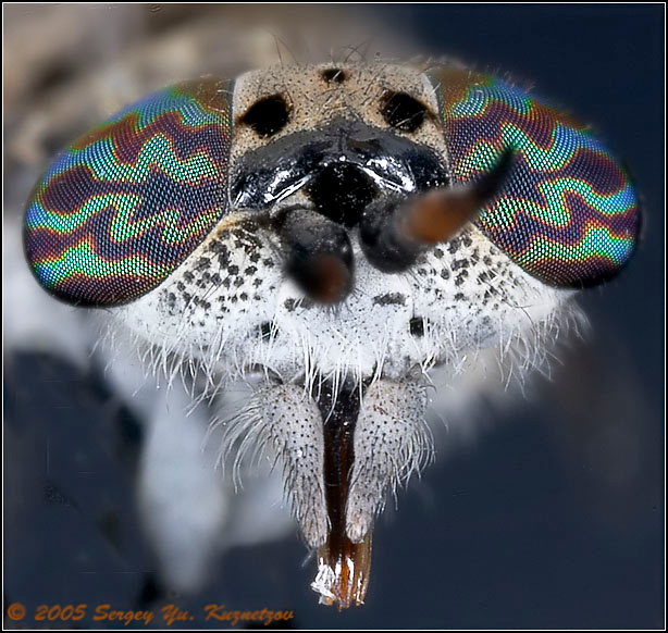 Слепень (Tabanidae) Слепень Tabanidae голова