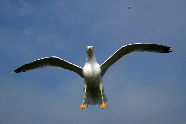 Larus argentatus чайка, полет