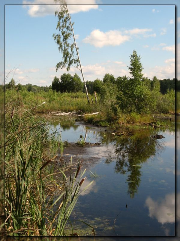 Болото. Лес вода растения