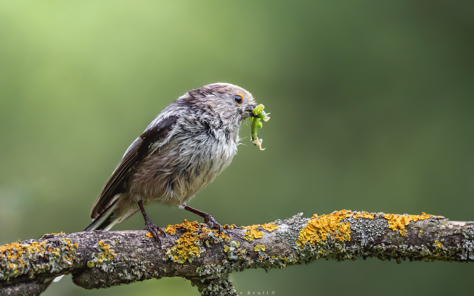 Родительский удел длиннохвостая синица ополовник aegithalos caudatus
