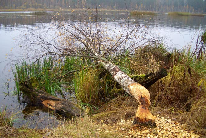 У воды берёзка стояла... бобры, берёза