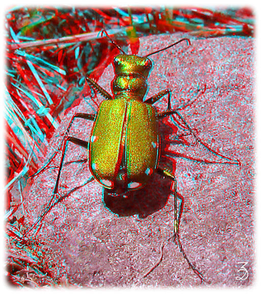 Золотой Жук. Стереофотография, анаглиф. стерео анаглиф 3Д жук stereo anaglyph 3D