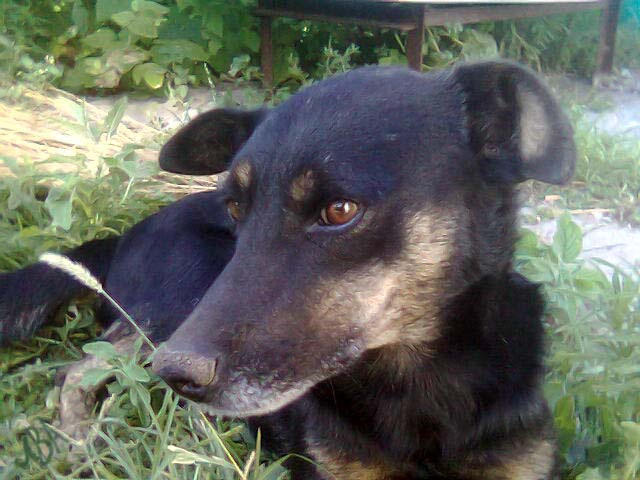 Дик Собака собака