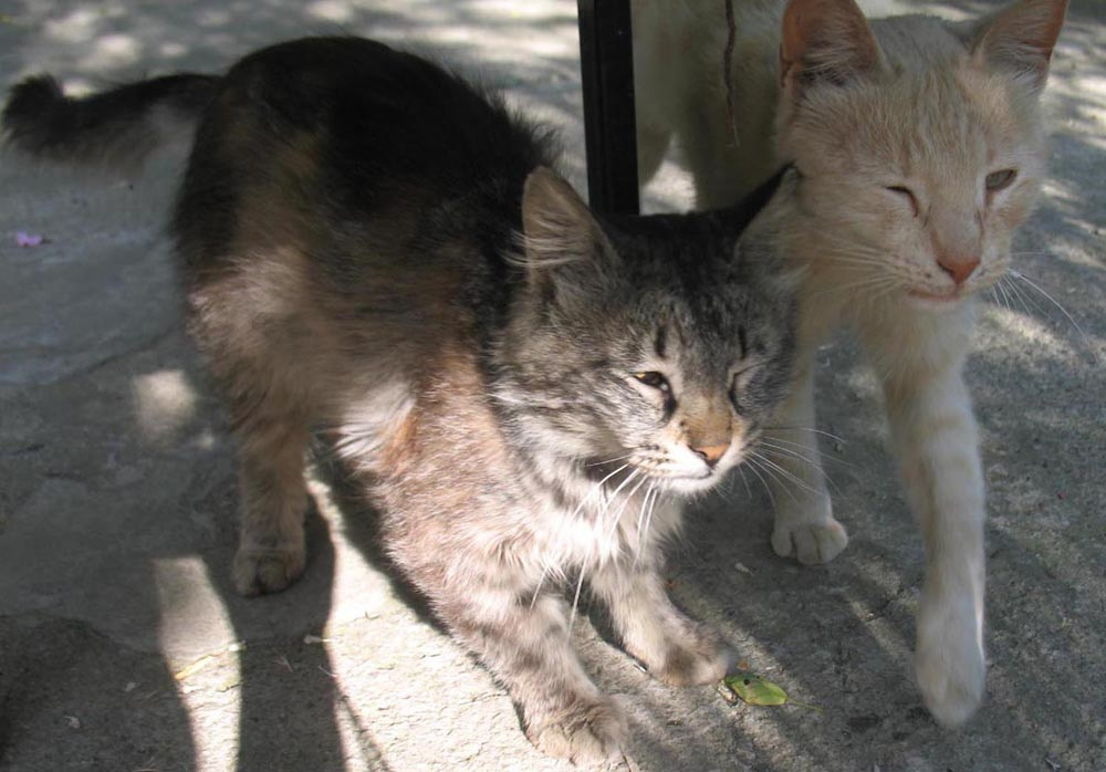 Зажмурились :)))))) кот, кошка, котенок