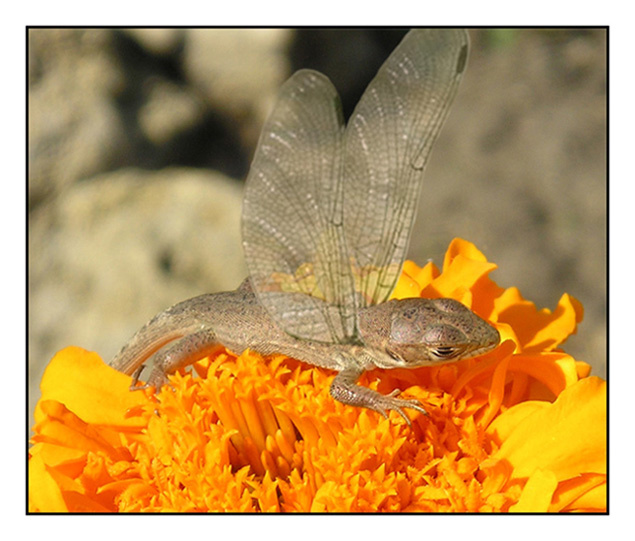 Dragonfly. ящерица стрекоза цветок