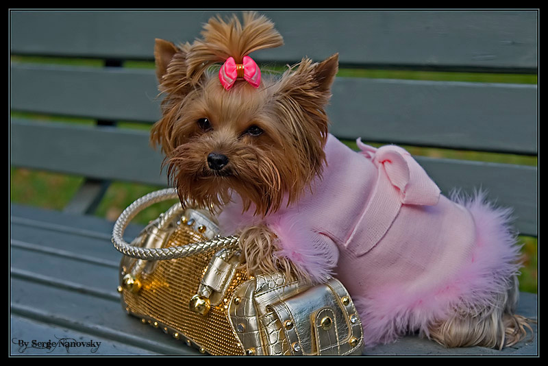 Gucci, Prada, Ferre... тоскааа... йоркшир, nanovsky