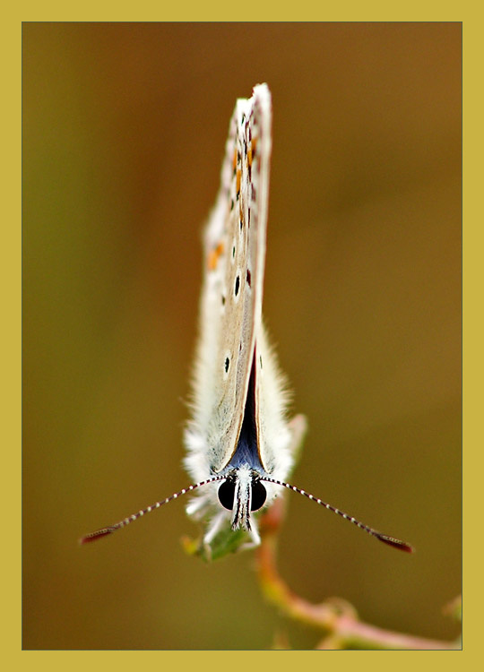 Butterfly бабочка