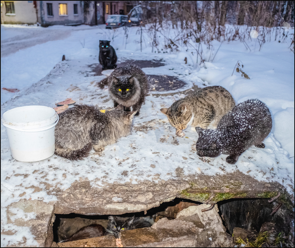 Бездомные кошечки 