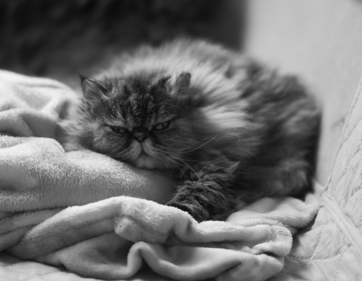 Betty Saturday Morning Pets Cat Persian