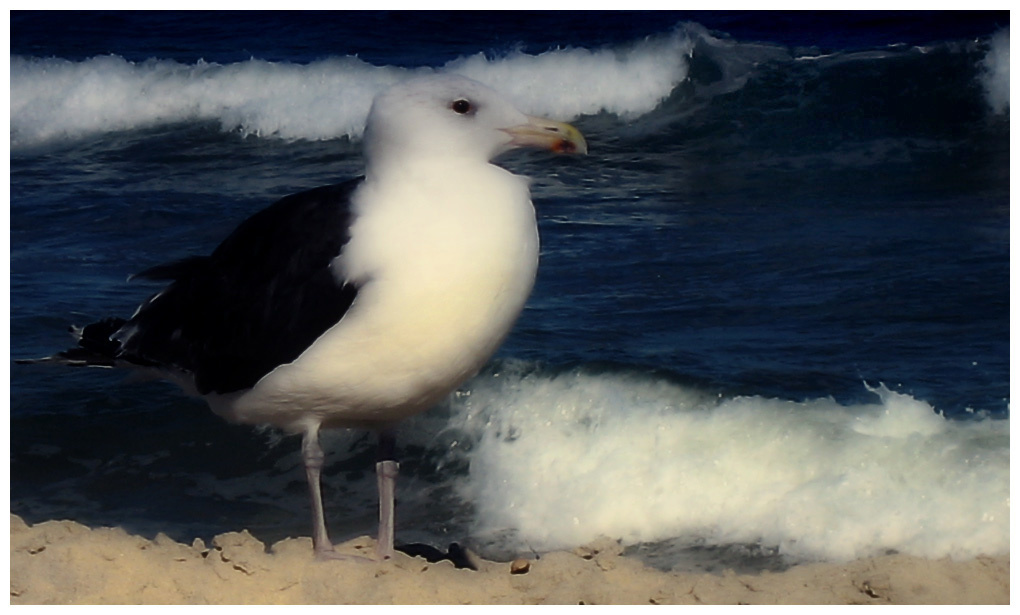 bird 