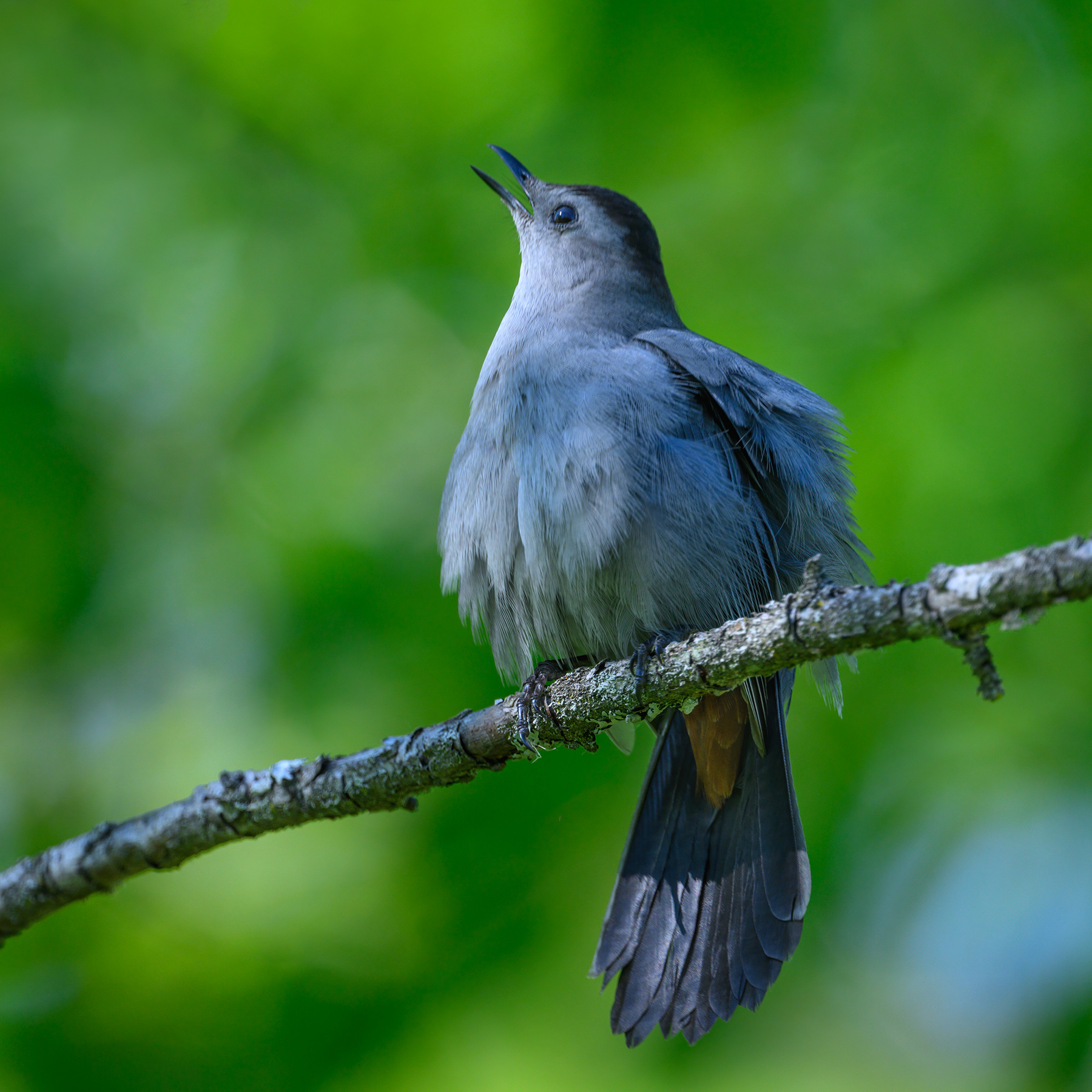 Gray Catbird 
