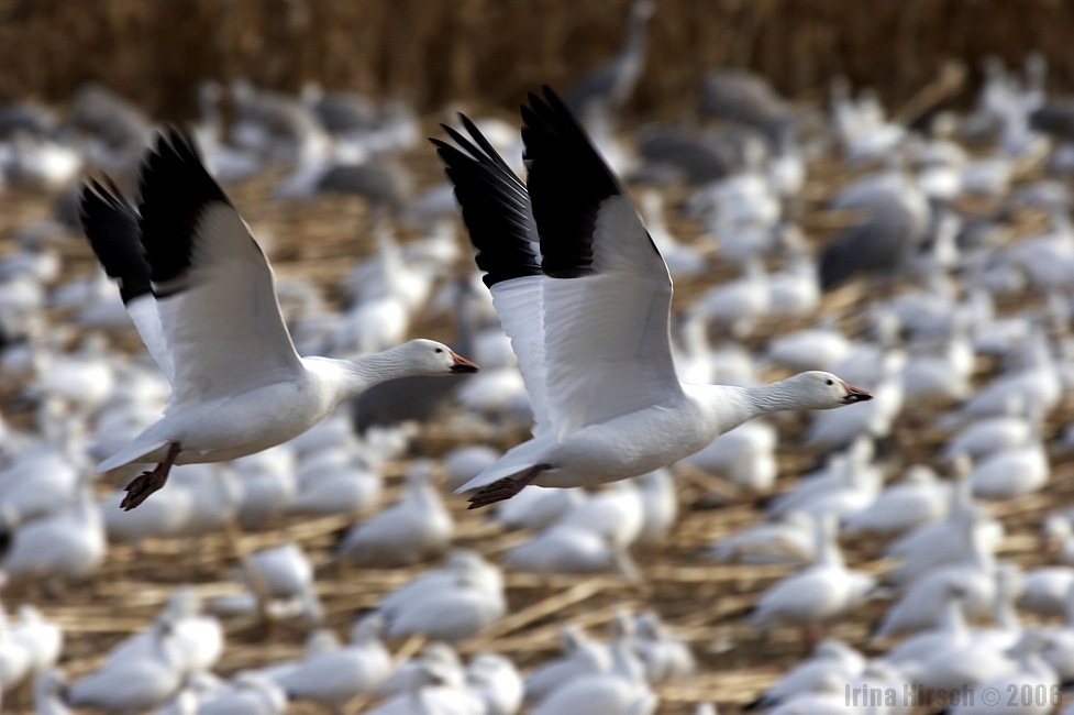 ...take-off.. поле, снежные гуси, много