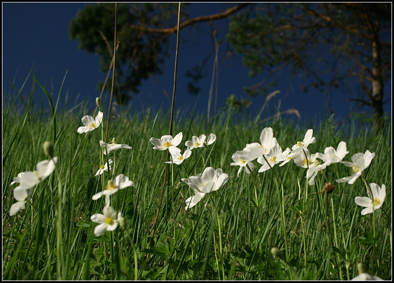 Ветреница отцветает Anemone sylvestris ветреница лесная