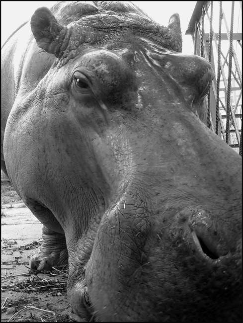 Киевский Зоопарк - 4. Hippo. гиппопотам