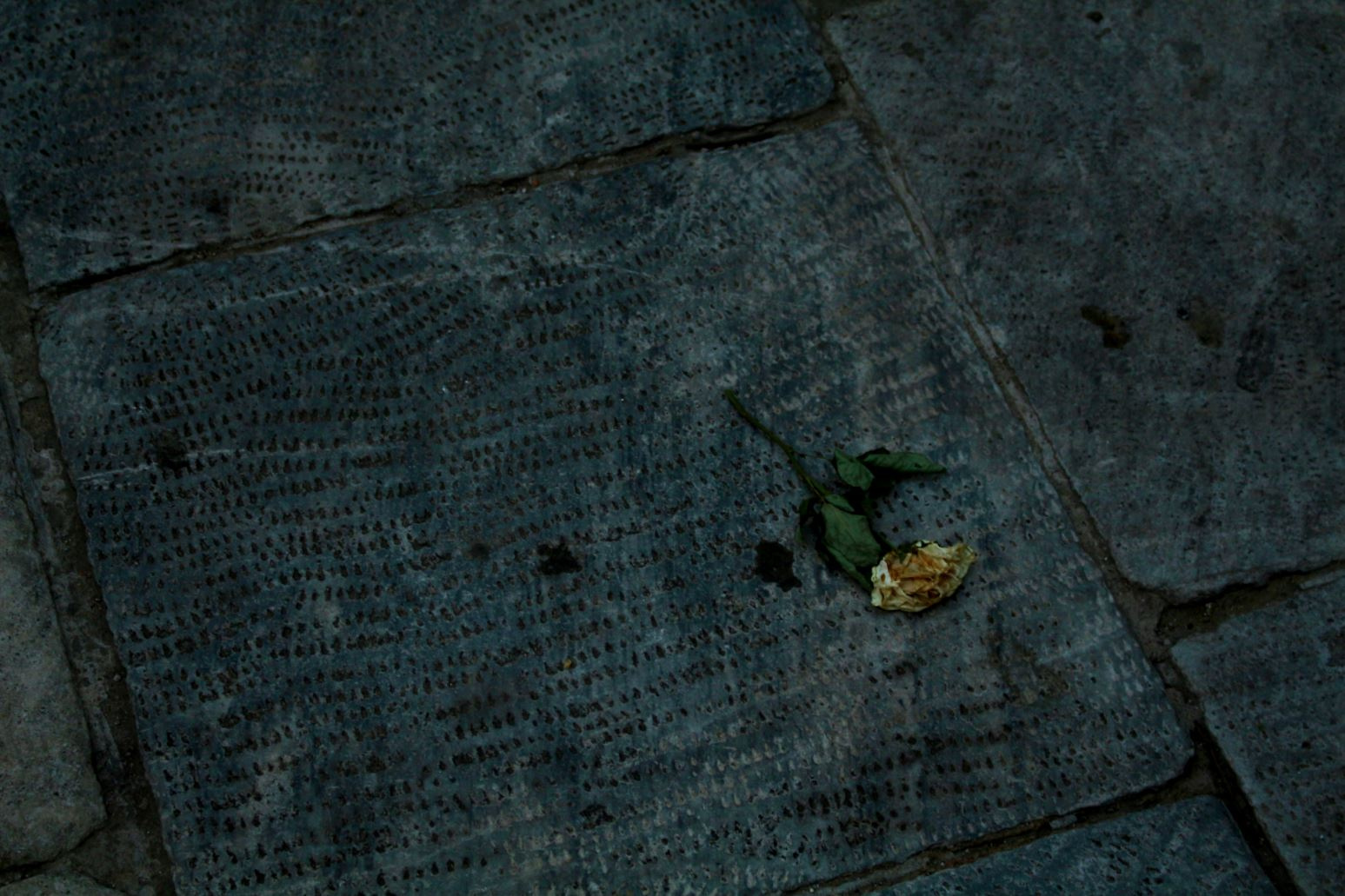 Everyone sees the world in one's own way. роза