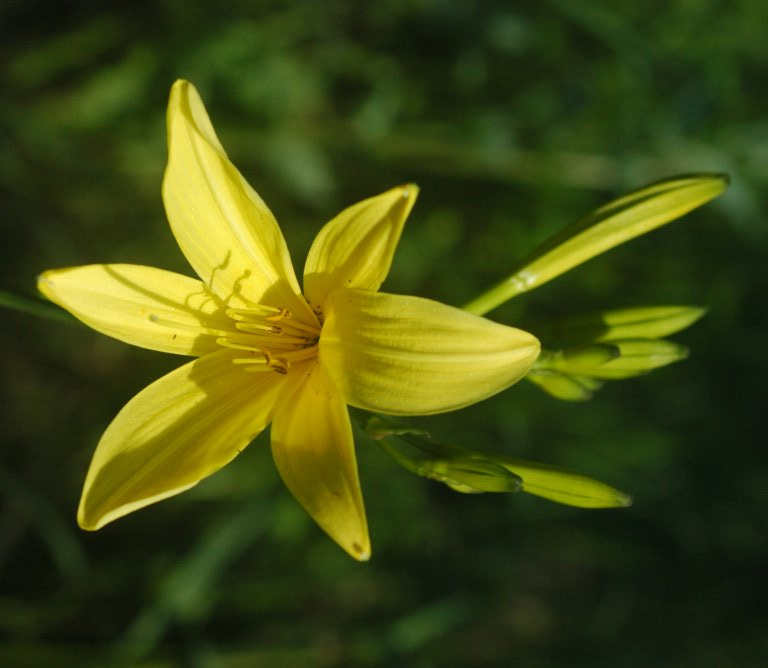 Лилейник лилейник Hemerocallis lilioasphodelus