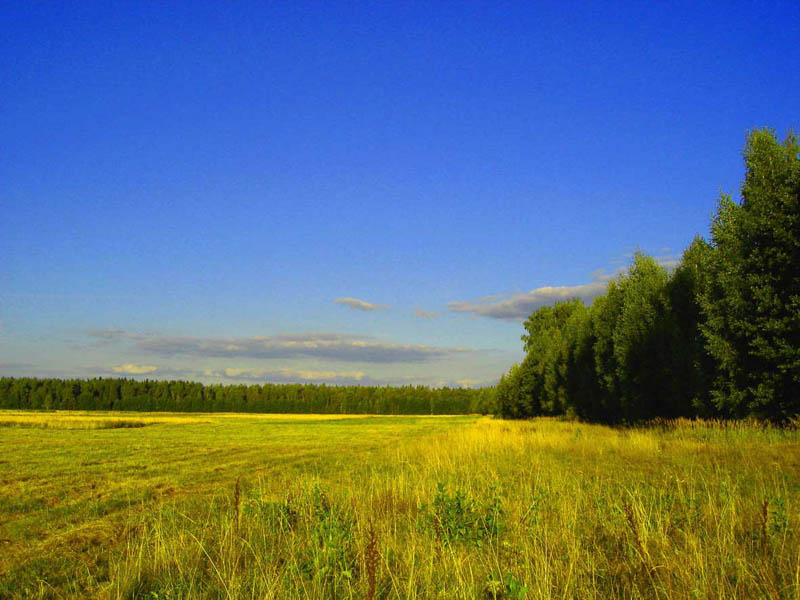 Барский луг луг, конец лета