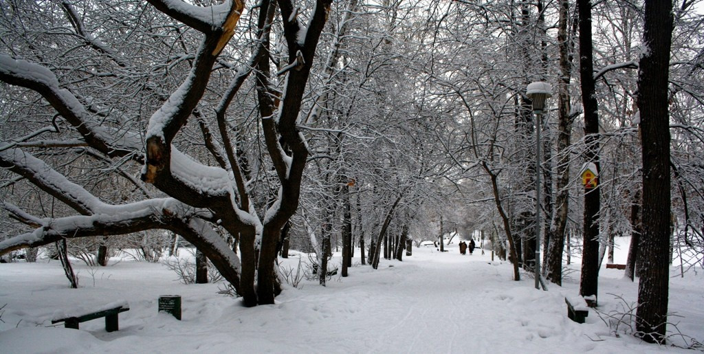 в заснеженном парке 