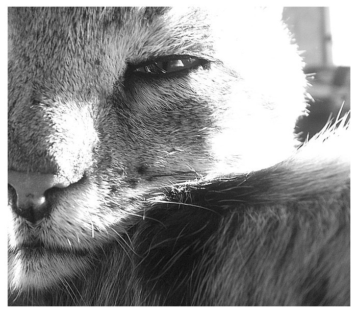 кошачий прищур кот