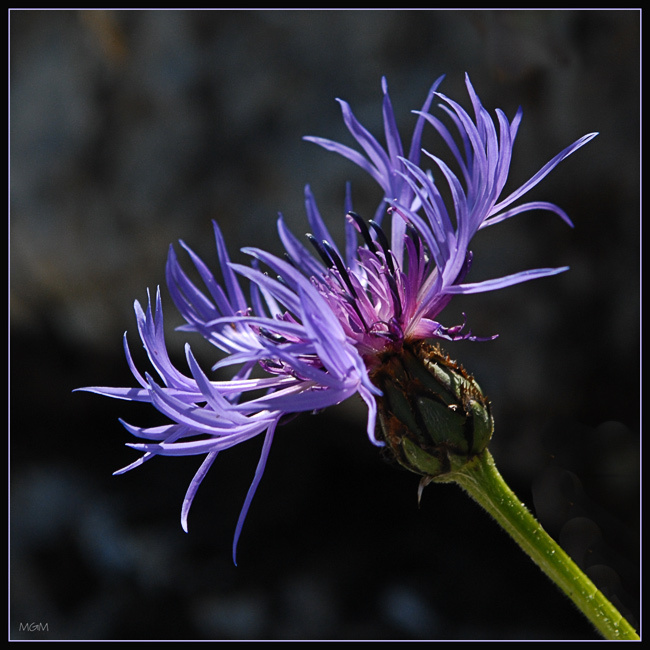 Альпийский цветок 