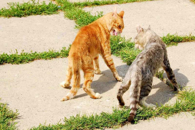 Бой с тенью коты