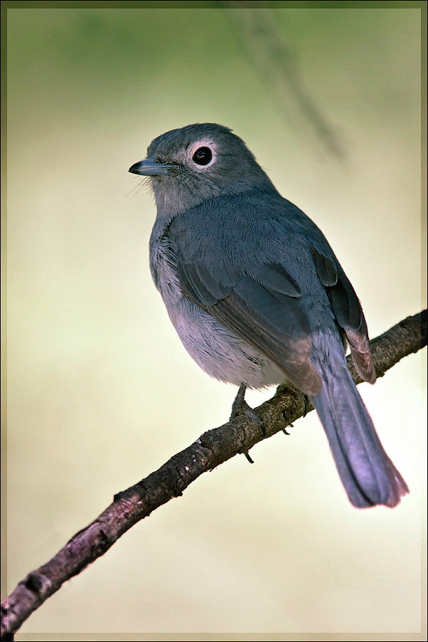 White-eyed Slaty Flycatcher 