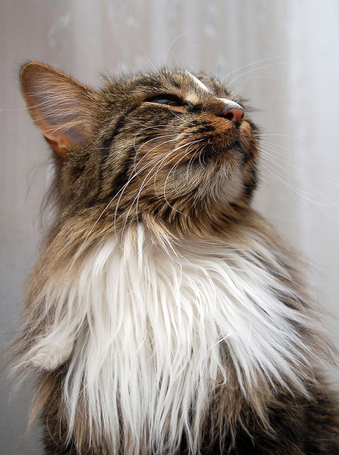 Queen Котомафия