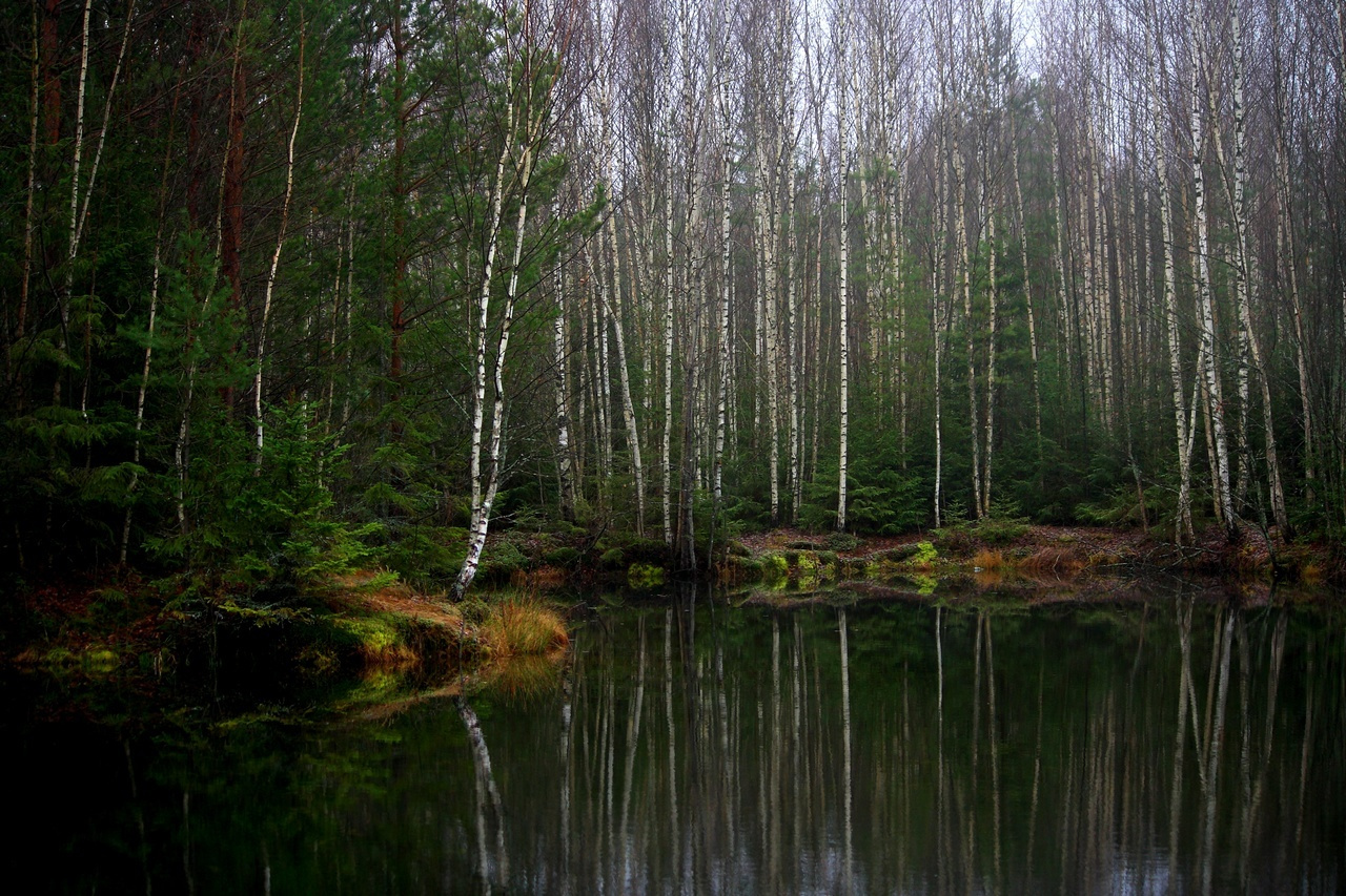 Лесное озеро озеро, лес, поздняя осень