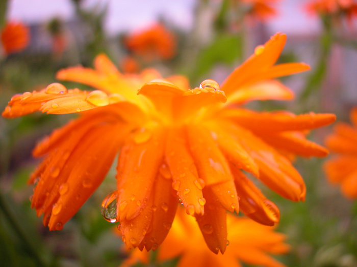 оранжевое настроение цветок