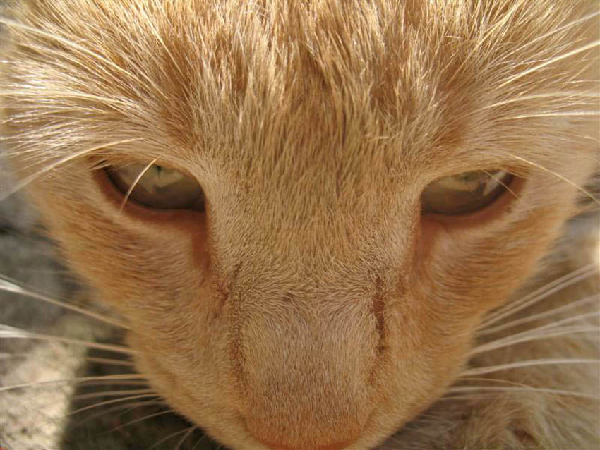 Глазки кот, котенок, глазки