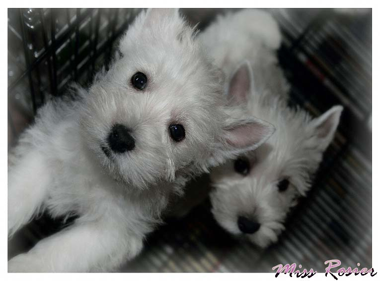 Westie собака westie щенок