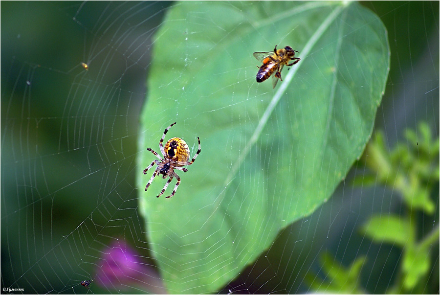 Ну ее - еще ужалит Паук крестовик Araneus sp. Argiopidae пчела сети ловля добыча