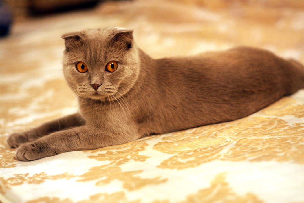 \"Only me\" cat, house