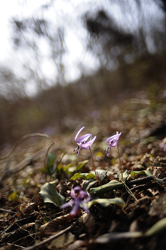 Erythronium Erythronium
