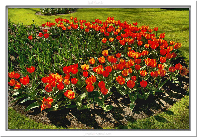 * Keukenhof 2007 Holland / Кеукенхоф 2007 Голландия