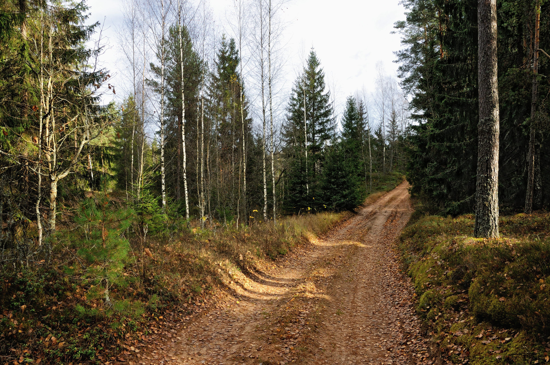 Лесная прогулка 