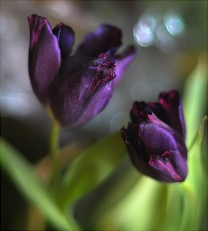 Шелк 