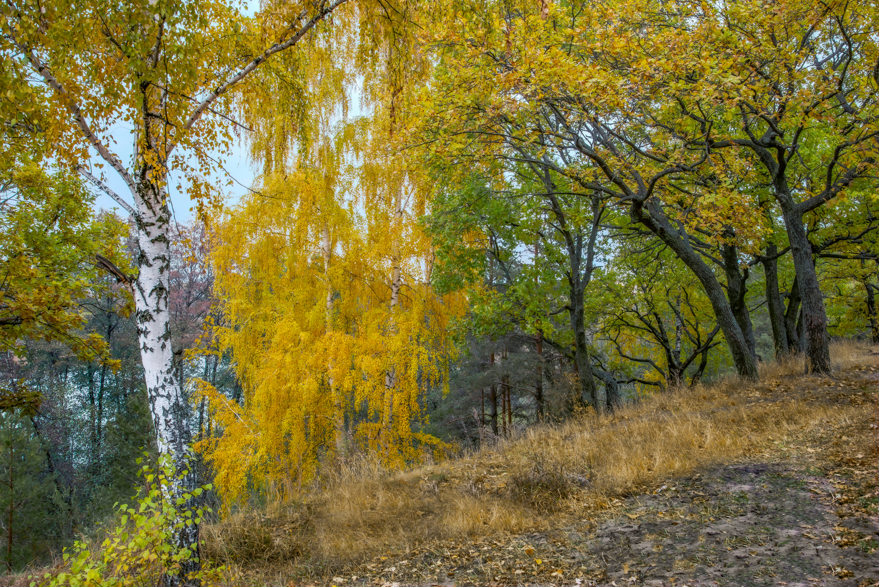 Лес... 