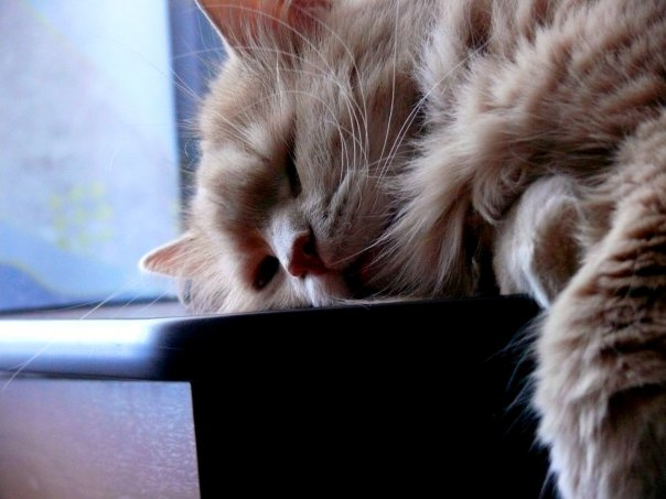 Нокаут Кот Нокаут Стол Животное