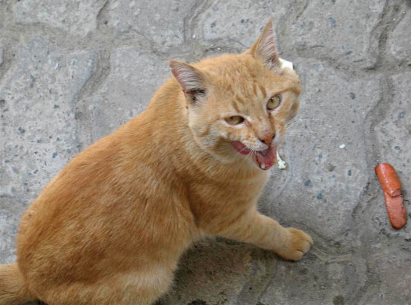 Обжора кошка, кот