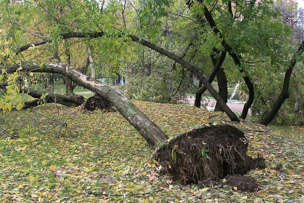 Последствия осеннего снегопада... город, парки, Москва, осень, стихия, деревья, природа