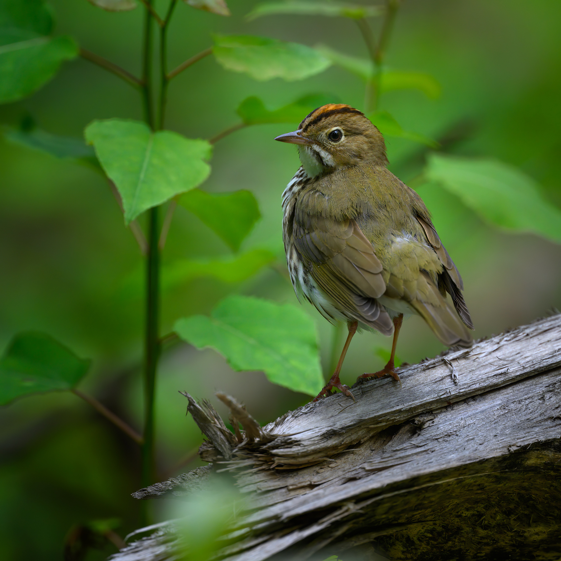 Ovenbird 