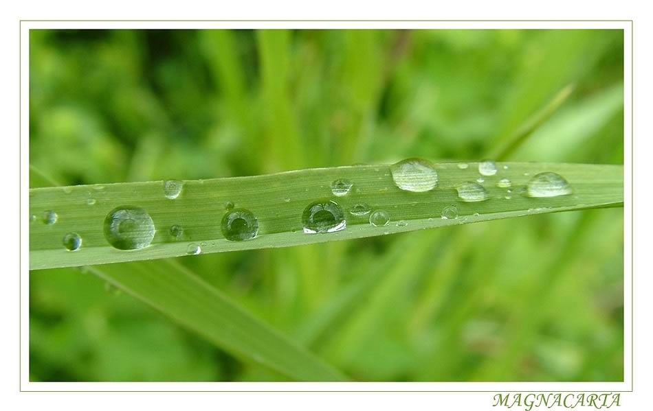 ..после дождичка дождь роса rain wood