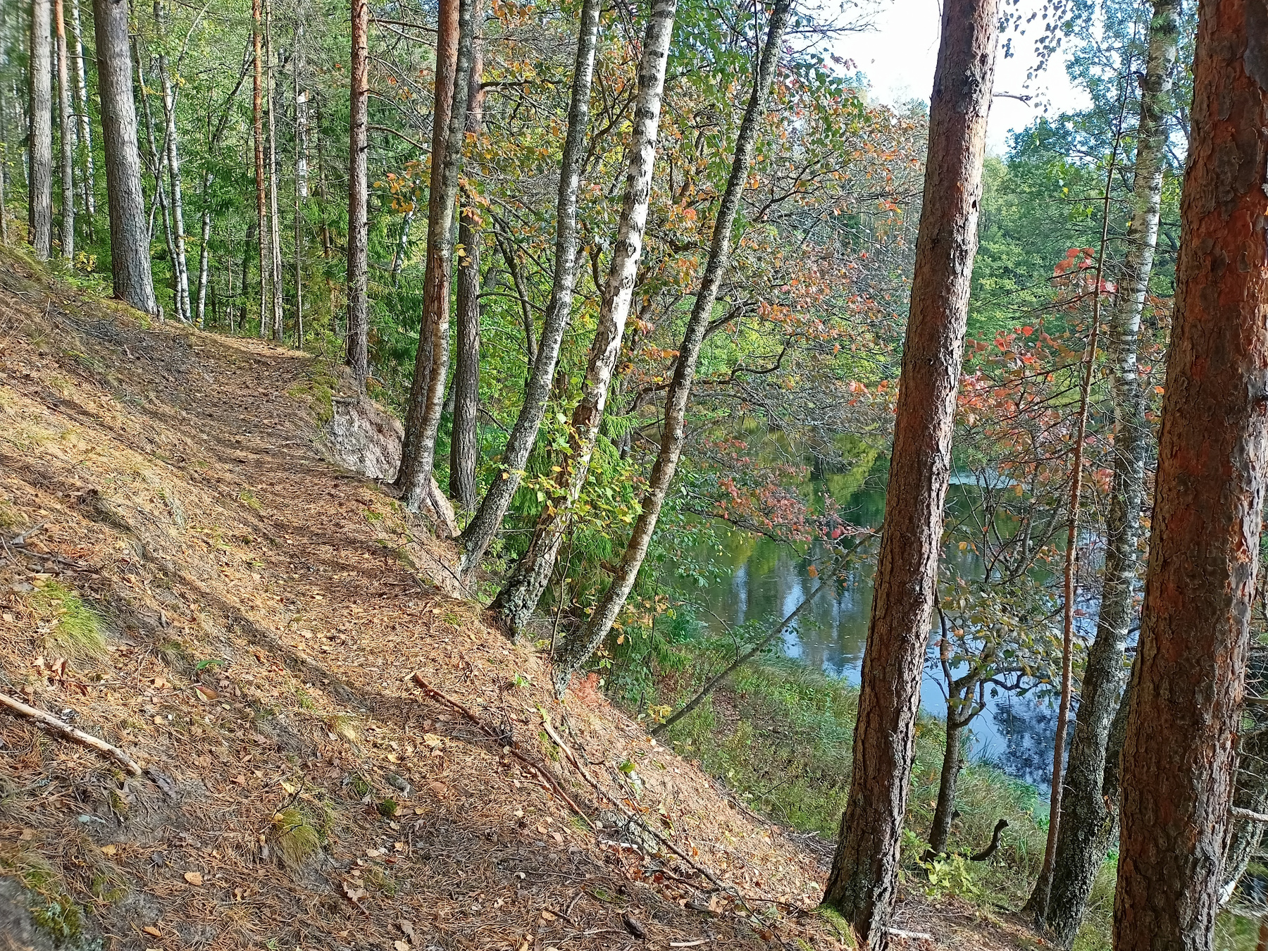 *** осень река лес деревья тропа