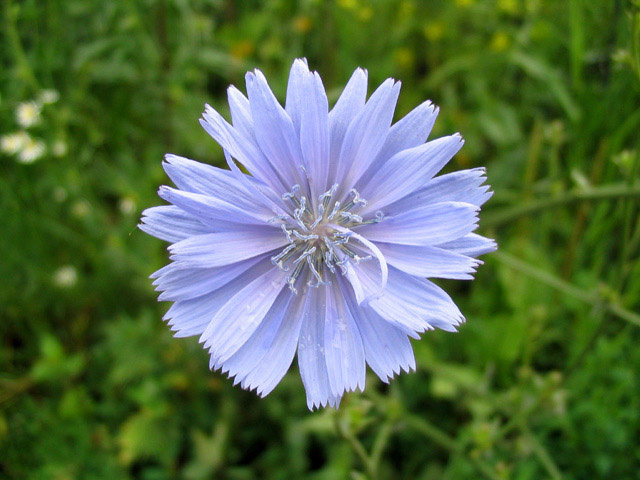 Only One... Flower. 