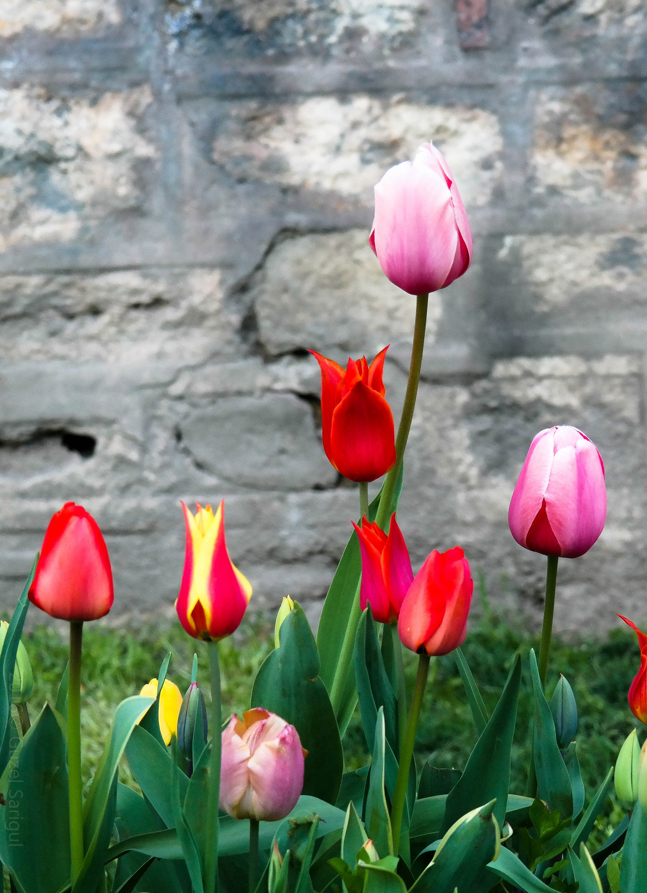 Tulips 